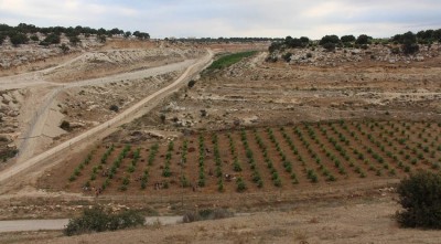 Figure 2. The low terrace of Jawafat Shaban (WQ335) in Wadi al-Bîr, with excavation trenches placed between the rows of guava trees.